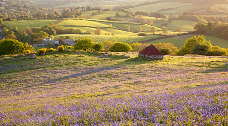 Carpet of bluebells, Whiddon Wood, Dartmoor